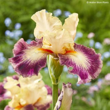 Iris germanica Comme un Sourire - Schwertlilie