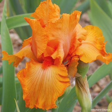 Iris Coup de Soleil - Schwertlilie