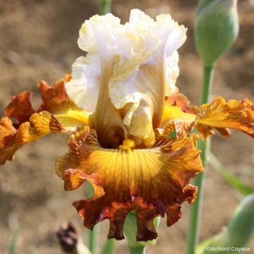 Iris Daniel Collin - Schwertlilie