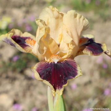 Iris Dazzle Me - Schwertlilie