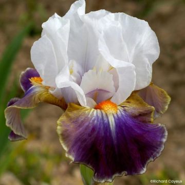 Iris Dazzling - Schwertlilie