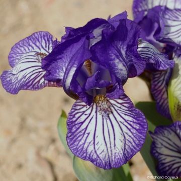 Iris Dinky Circus - Kleine Schwertlilie
