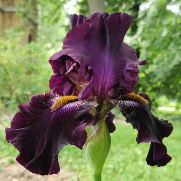 Iris Dracula's Kiss - Schwertlilie