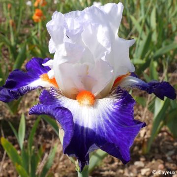 Iris germanica Écharpe Bleue - Schwertlilie