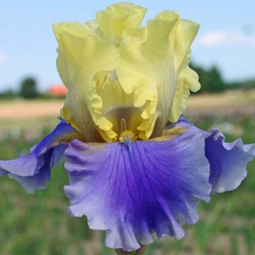 Iris germanica Edith Wolford - Iris des jardins