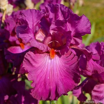 Iris Ever After - Schwertlilie