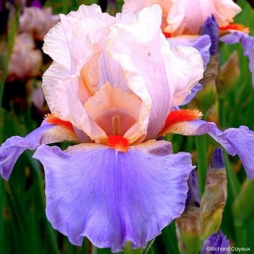 Iris French-Cancan - Schwertlilie
