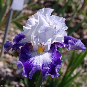 Iris Haute Savoie - Schwertlilie