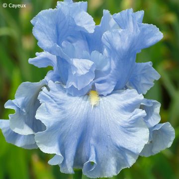 Iris Into the Blue - Schwertlilie