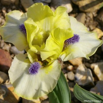 Iris Island Sun - Schwertlilie