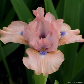 Iris It’s Amazing - Schwertlilie