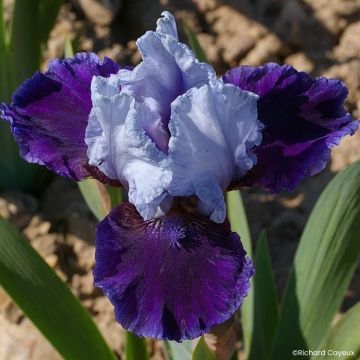 Iris Mariposa Wizard - Schwertlilie
