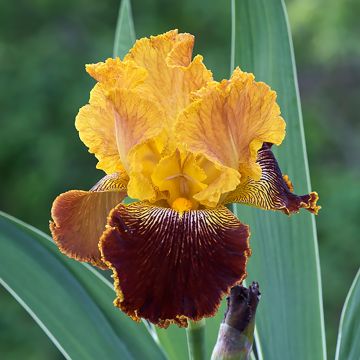 Iris Michigan Pride - Schwertlilie