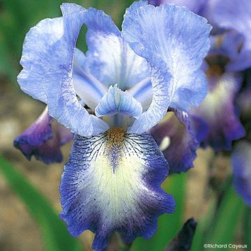 Iris Mistigri - Schwertlilie