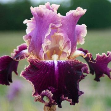 Iris New Leaf - Schwertlilie