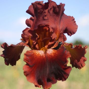 Iris Play with Fire - Schwertlilie