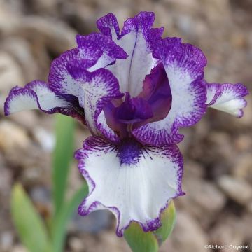 Iris Point à la Ligne - Schwertlilie