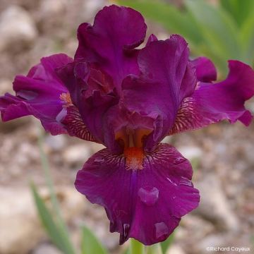 Iris Revved Up Rose - Schwertlilie