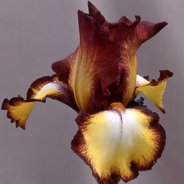 Iris Showcase - Schwertlilie