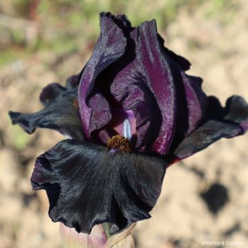 Iris Sinister Desire - Schwertlilie