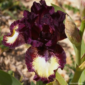 Iris Spectator - Schwertlilie