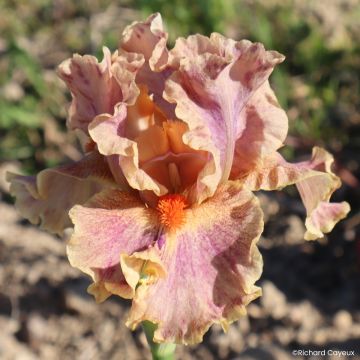 Iris Synergy - Schwertlilie