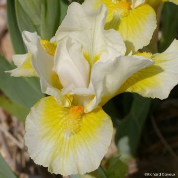 Iris Tingle - Kleine Schwertlilie