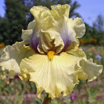 Iris Trade Secret - Schwertlilie
