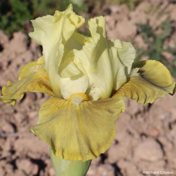 Iris Verdissant - Schwertlilie