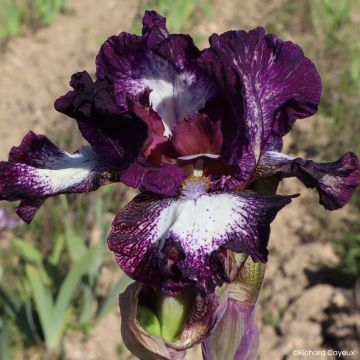 Iris Vitrail - Schwertlilie