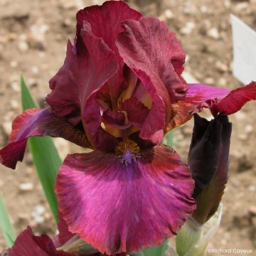 Iris Wrangler - Schwertlilie