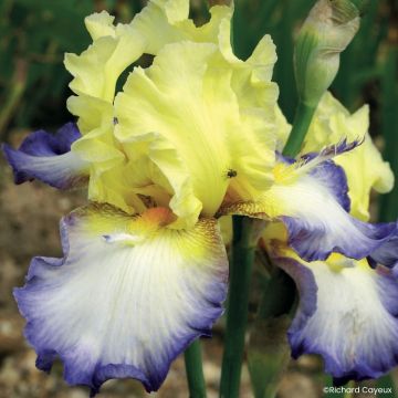 Iris Échassier - Schwertlilie