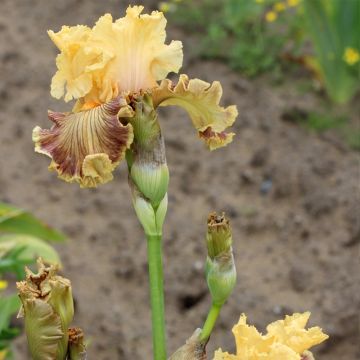 Iris Vieilles Vignes - Schwertlilie