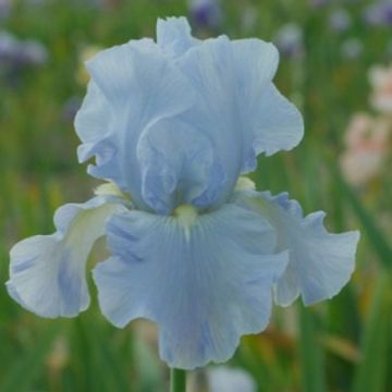Iris germanica Navajo Jewel - Iris des Jardins
