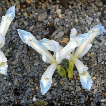 Iris reticulata Frozen Planet - Netzblatt-Schwertlilie