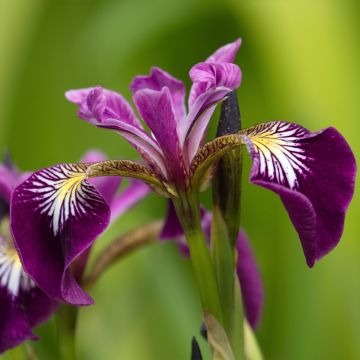 Iris versicolor Berlin Versilaev - Schillernde Schwertlilie