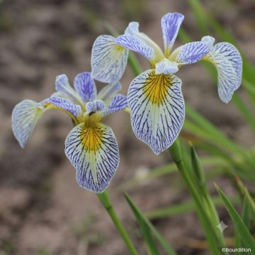 Iris Roy's Repeater - Teich-Schwertlilie