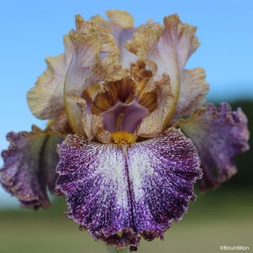 Iris Dipped in Dots - Schwertlilie