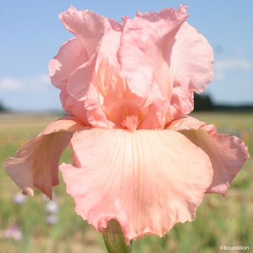 Iris Magical Encounter - Schwertlilie