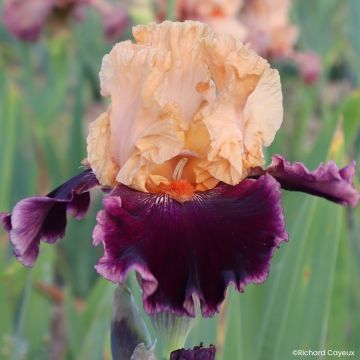 Iris germanica Nuance Royale - Schwertlilie