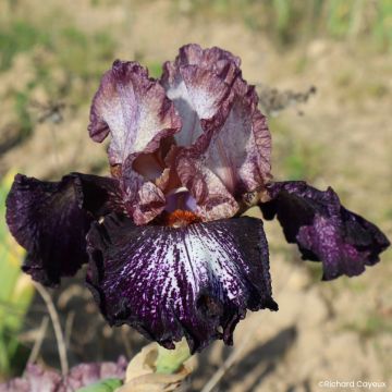 Iris Nuit Galactique - Schwertlilie