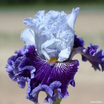 Iris germanica Polar Shift - Schwertlilie