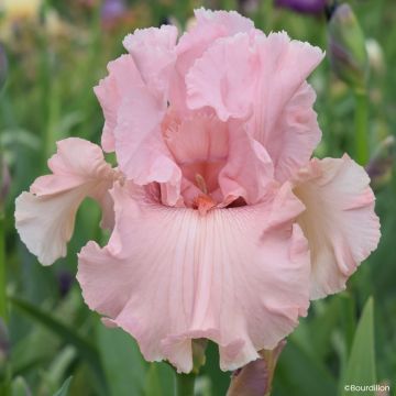 Iris Star Appeal - Schwertlilie
