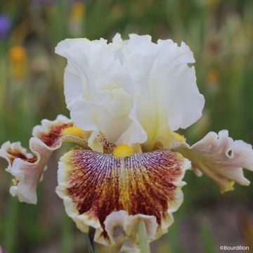 Iris Wonder Never Cease - Schwertlilie