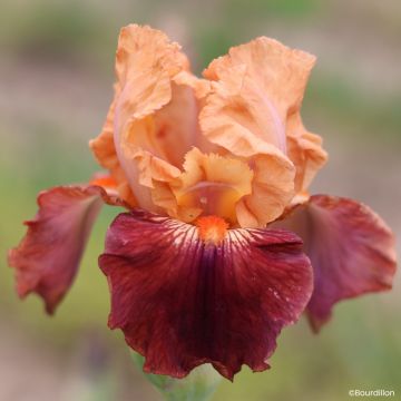 Iris Apricot Toping - Schwertlilie