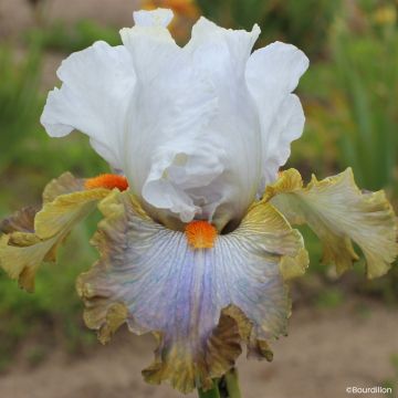 Iris germanica Art Du Camouflage - Schwertlilie