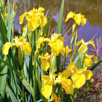 Iris pseudacorus Compact Form - Sumpf-Schwertlilie