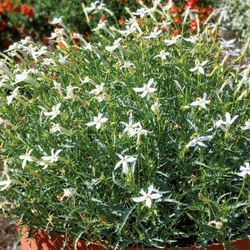 Isotoma Wendy's White - Schein-Lobelie