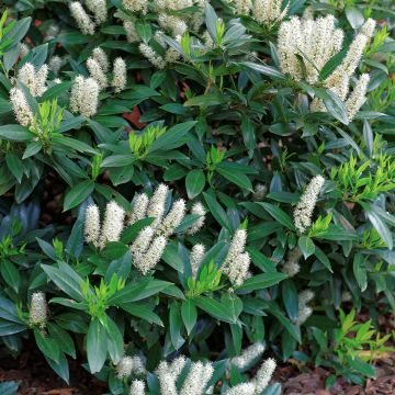 Itea virginica Little Henry - Viriginische Rosmarinweide