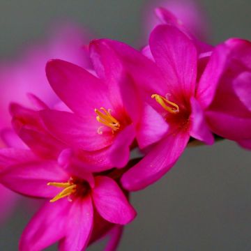 Ixia Venus - Klebschwertel